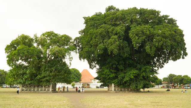 Photo of the southern square of Yogyakarta in the afternoon, which is wide and covered with grass with twin banyan trees as an iconic symbol of the area