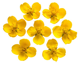 Seven bright yellow flowers with five petals on a black background
