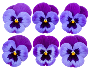 Six vibrant purple and blue pansies on a black background