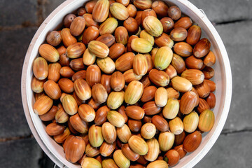 Close up view of a white bucket full of ripe acorns, oak Quercus seeds ready for sowing an oak forest.