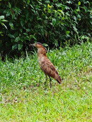 Watchful Malayan Night Heron standing motionless in park.