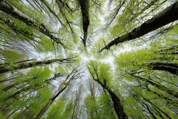 Obraz premium A vibrant, upward-angled forest view through the green canopy, capturing sky and trees