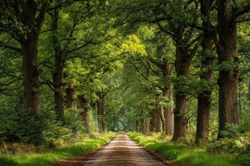 Fototapeta premium A winding dirt road is framed by towering trees, creating a tunnel effect in a lush forest