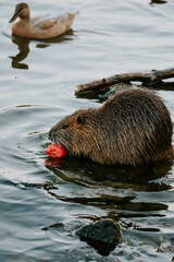 Nutria Praga