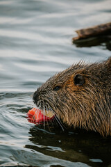 Nutria Praga