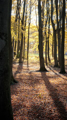 Autumnal Colours and light on a country walk, Gibside, County Durham, November 2025