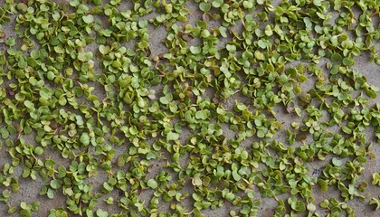 Close-Up Textured Green Leafy Vine Growing on a Gray Concrete Wall With Natural Sunlight