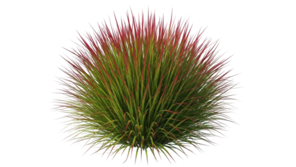 Isolated ornamental grass tuft with red tips for compositing, landscaping design and visualization