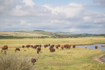 Cattle grazing at Cuckmere Haven, an area of flood plains in Sussex, England