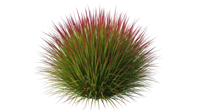 Isolated ornamental grass tuft with red tips for compositing, landscaping design and visualization