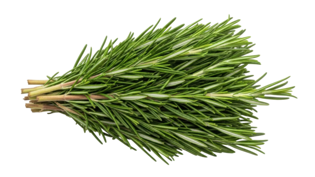 Isolated aromatic rosemary sprigs bunch, healthy organic culinary seasoning ingredient