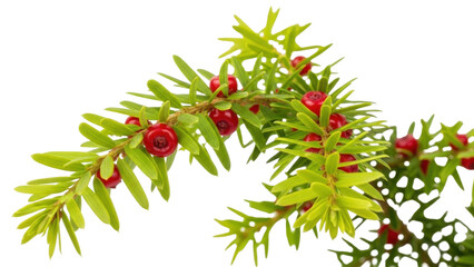 Isolated branch of yew with green needles and red berries for decoration and medicine