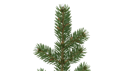 Isolated green fir sprig with winter snow on branch tips, pine tree branch for Christmas decor