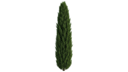 Isolated Tuscan cypress tree for commercial use in landscape architecture visualization