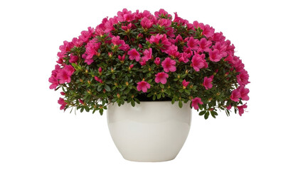 Isolated azalea plant with magenta flowers in a white pot, springtime bloom, still life