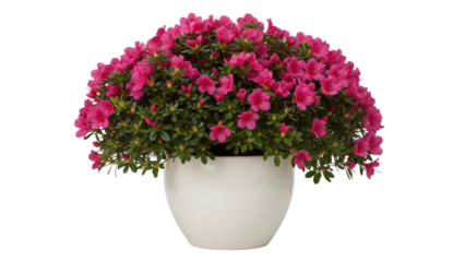 Isolated azalea plant with magenta flowers in a white pot, springtime bloom, still life