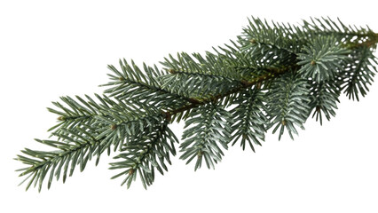 Isolated Christmas tree branch, close-up blue spruce twig for seasonal holiday decor