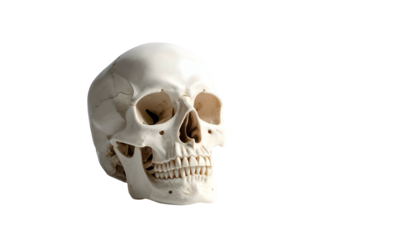 Pale skull detail; eyesockets, nose hole, and teeth visible