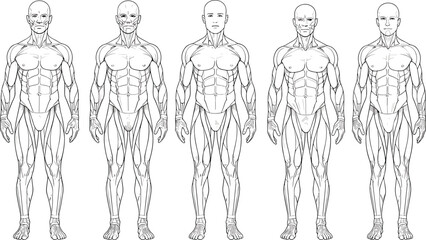 Five Line Art Human Male Anatomy Musculature Diagrams Front View human anatomy muscles