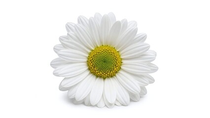 A Single Bright White Daisy With A Vibrant Yellow And Green Center Blooms On White Backdrop