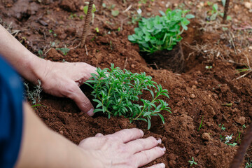 a man pressing soil around a satureja plant