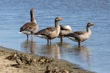 graylach goose and geese