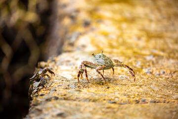 Crab on the beach runs along the pier. Exotic animals in resort places. The concept of a beach holiday in the tropics.