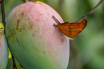 Orange Butterfly Perched on a Mango Fruit