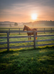 Horse Grazing in Pasture at Sunrise