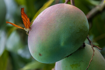 Orange Butterfly Perched on a Mango Fruit