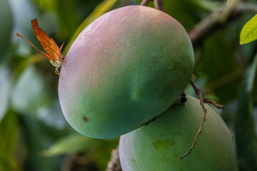 Orange Butterfly Perched on a Mango Fruit