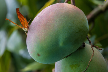 Orange Butterfly Perched on a Mango Fruit