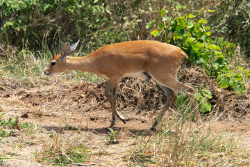 Steinbock