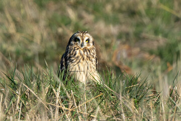 Hibou des marais, Hibou brachyote, Asio flammeus, Short eared Owl, region Pays de Loire; marais Breton; 85, Vendée, Loire Atlantique, France