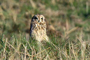 Hibou des marais, Hibou brachyote, Asio flammeus, Short eared Owl, region Pays de Loire; marais Breton; 85, Vendée, Loire Atlantique, France