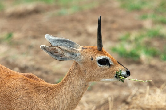 Steinbock