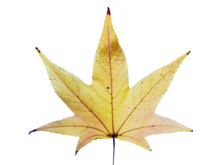 leaf with autumn colors in macro photography