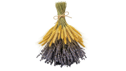 Isolated sheaf of lavender and wheat tied with string for aromatherapy and decoration