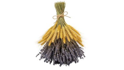 Isolated sheaf of lavender and wheat tied with string for aromatherapy and decoration