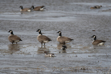 Northern Pintail duck among geese at Montezuma National Wildlife Refuge