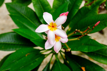 Obraz premium Pink frangipani - plumeria - flowers blooming on the branches of a tree on a beach