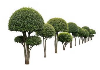 A neat row of perfectly trimmed green topiary trees spherical crowns, garden design, isolated on transparent background