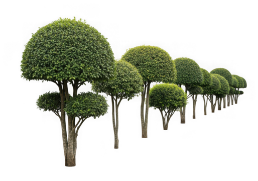 A neat row of perfectly trimmed green topiary trees spherical crowns, garden design, isolated on transparent background