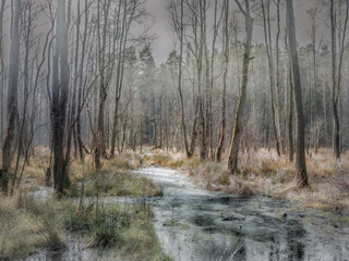 Zimowy las. © Czesaw