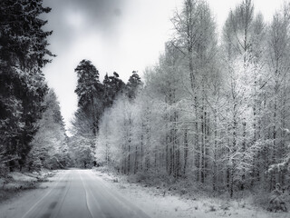 Zimowy las. © Czesaw