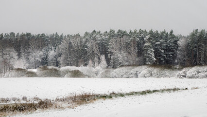 Zimowy las. © Czesaw