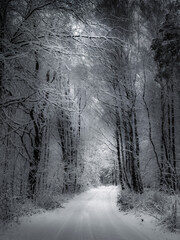 Zimowy las. © Czesaw