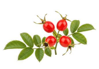 Fresh rose hip branch vibrant red berries green leaves, rich in vitamin c, isolated on transparent background