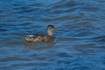 Mallard duck female swimming on the lake at Allan Treman park in New York