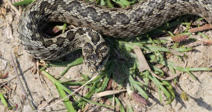 Top view close-up of meadow viper (Vipera ursinii) in attack position retreating from danger, defensive behavior of venomous snake